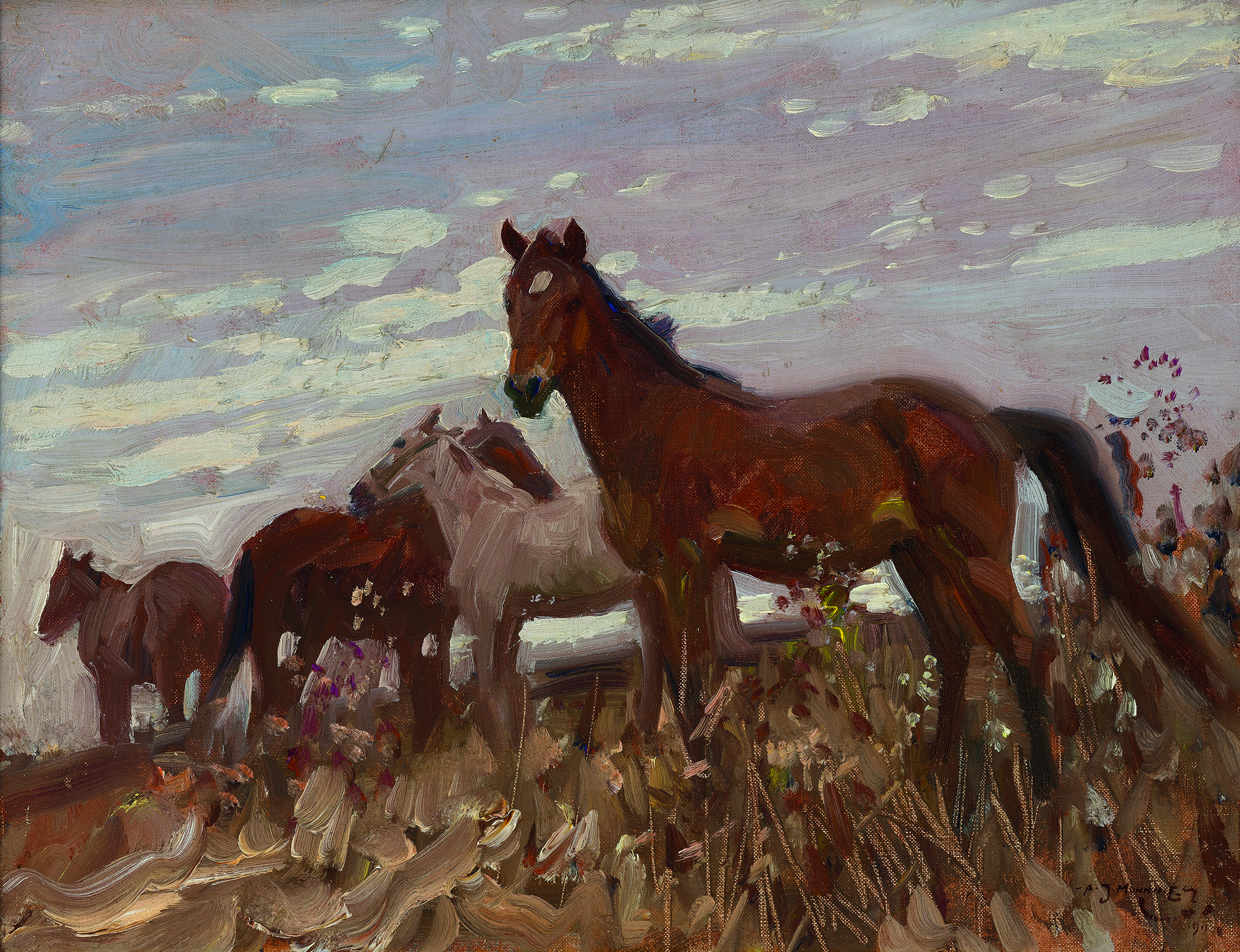 Colts in a meadow
